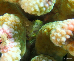 Sebastapistes coniorta