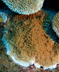 Montipora patula