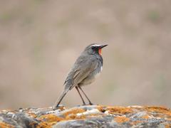 Calliope pectoralis