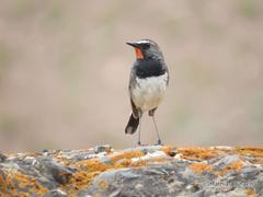 Calliope pectoralis