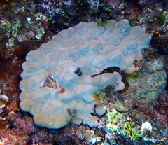 Porites lobata