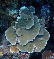 Montipora capitata