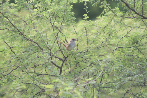 Cinnamon-tailed Sparrow (Peucaea sumichrasti), photo 7
