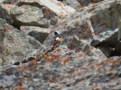 Phoenicurus erythrogastrus