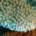 Rice Coral - Photo (c) sea-kangaroo, some rights reserved (CC BY-NC-ND), uploaded by sea-kangaroo