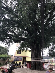 Ficus religiosa
