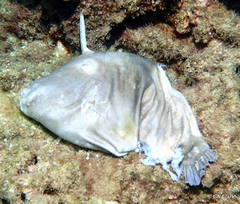 Cantherhines dumerilii