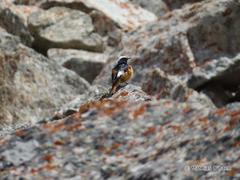 Phoenicurus erythrogastrus