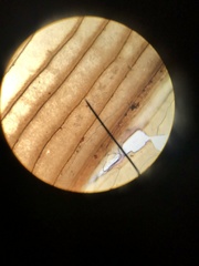 Allonemobius tinnulus