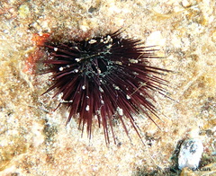Echinostrephus aciculatus image