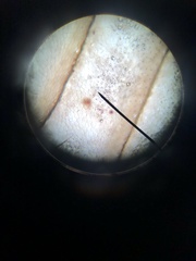 Allonemobius tinnulus