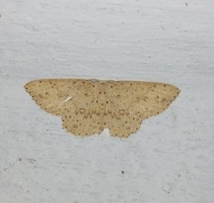 Perixera decretarioides