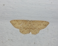 Perixera decretarioides