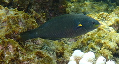 Stethojulis balteata