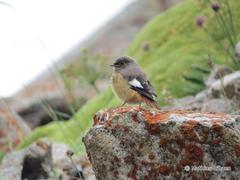 Phoenicurus erythrogastrus