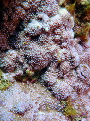 Montipora flabellata