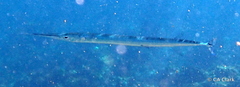 Platybelone argalus