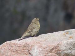 Carpodacus puniceus