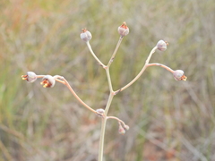 Slender Bloodwort (Haemodorum tenuifolium)
