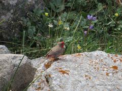 Carpodacus puniceus