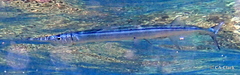 Platybelone argalus