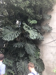 Monstera deliciosa