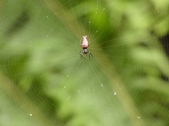 Micrathena furcula