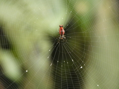 Micrathena furcula