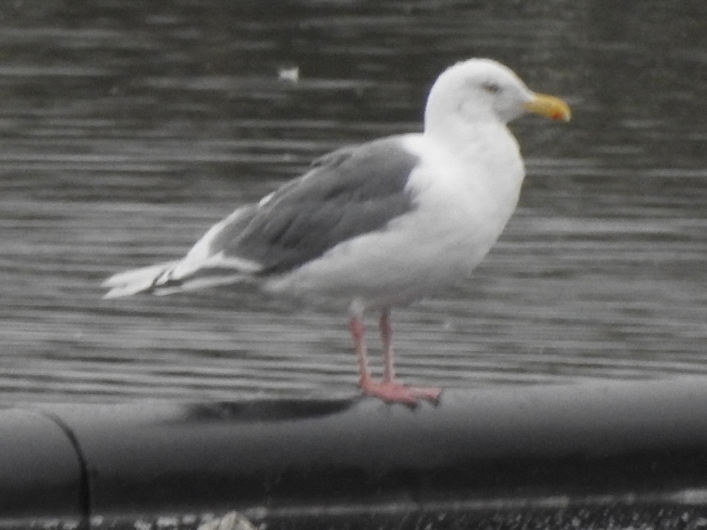 Slaty-backed × Glaucous Gull