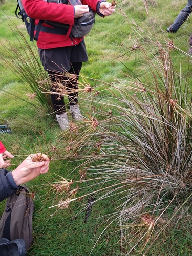 Juncus kraussii (Juncus kraussii)