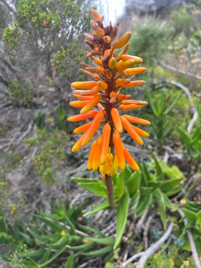 Aloiampelos commixta (Peninsula Rambling Aloe)