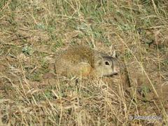 Spermophilus citellus