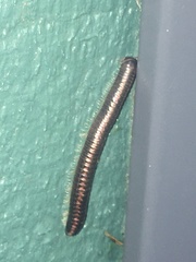 Spirobolellus antipodarus