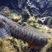 Crested Oystergoby - Photo (c) Greg Wallis, some rights reserved (CC BY-NC), uploaded by Greg Wallis
