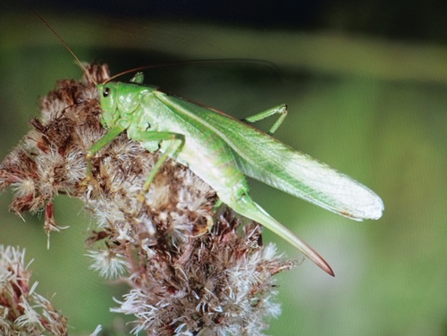 Tettigonia viridissima