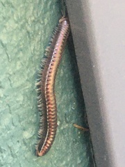 Spirobolellus antipodarus