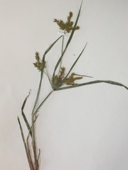 Cyperus iria