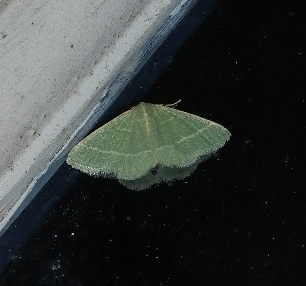 Microloxia indecretata