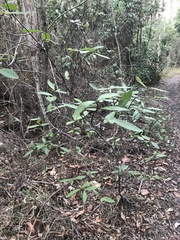 Psychotria loniceroides