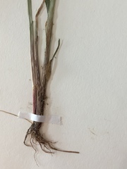 Cyperus iria