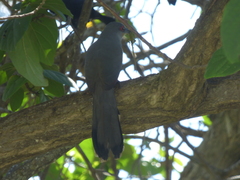 Coccyzus longirostris