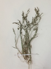 Eragrostis pectinacea pectinacea
