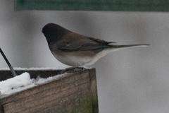 Junco hyemalis cismontanus