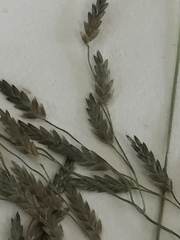 Eragrostis pectinacea pectinacea