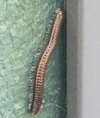 Spirobolellus antipodarus