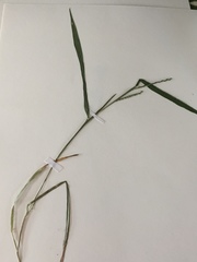 Urochloa platyphylla