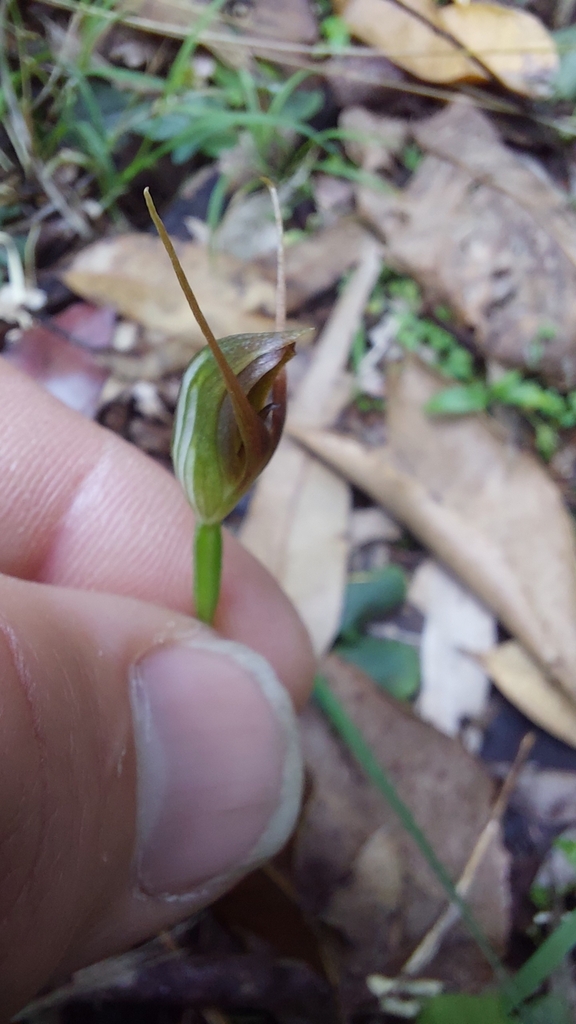 Pterostylis erecta