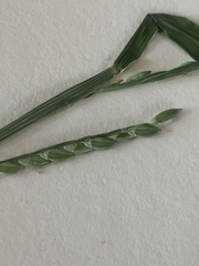 Urochloa platyphylla