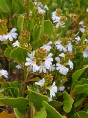 Scaevola crassifolia