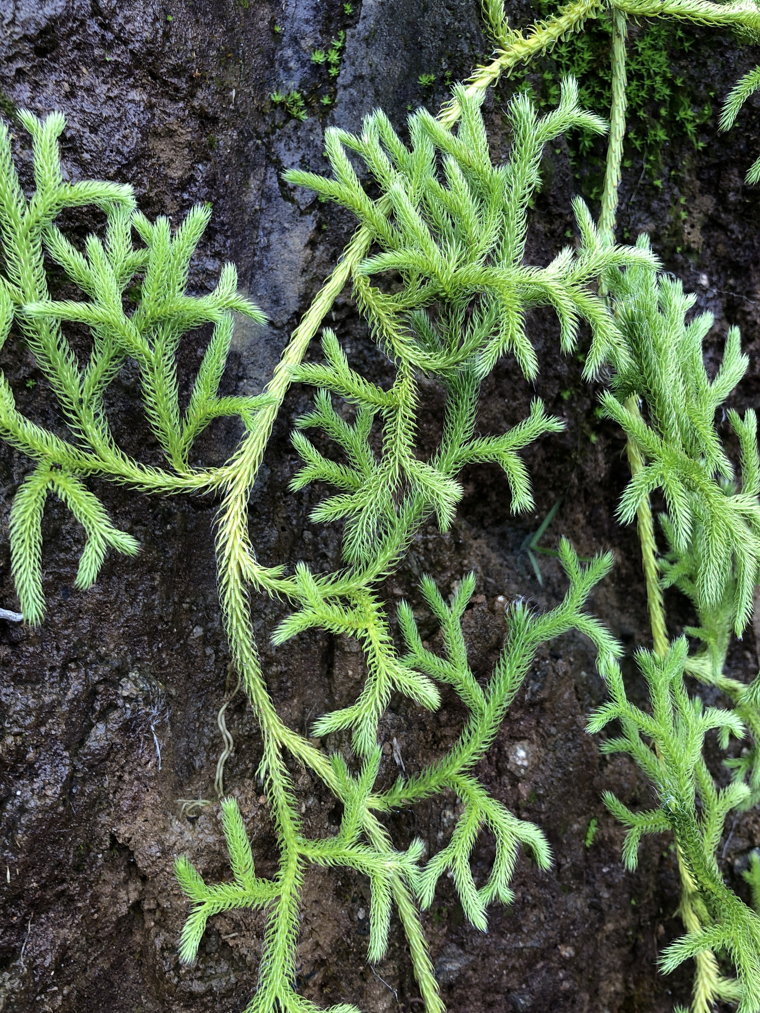 Lycopodium japonicum Thunb.